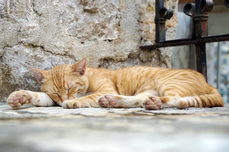 Sleeping cat lying on a step in a temple.の写真素材