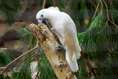 white parrot standing on tree.の写真素材
