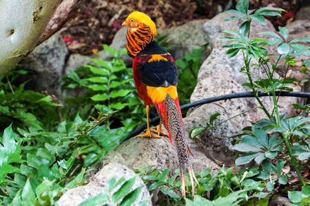 Golden pheasant, Chrysolophus pictus portraitの写真素材
