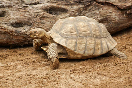 Big turtle close up standing on the ground.の写真素材