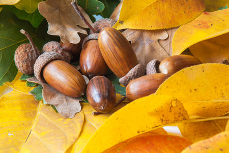 Composition of acorns from oak.の写真素材