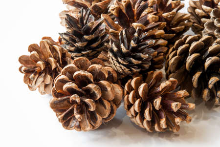 Pine cones isolated on white background.の写真素材
