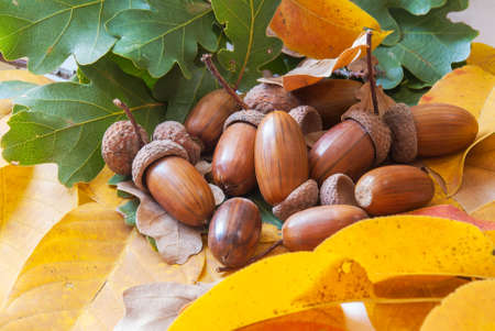 Composition of acorns from oak.の写真素材