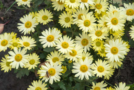chrysanthemum small yellow texture background.の写真素材