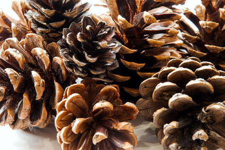 Pine cones isolated on white background.の写真素材