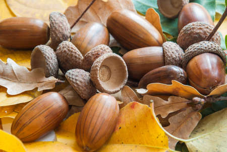Composition of acorns from oak.の写真素材