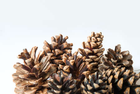 Pine cones isolated on white background.の写真素材