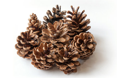 Pine cones isolated on white background.の写真素材