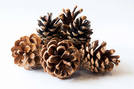 Pine cones isolated on white background.の写真素材