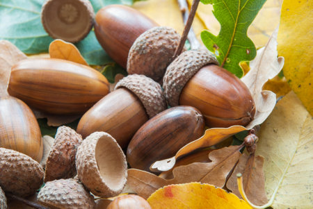 Composition of acorns from oak.の写真素材