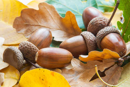 Composition of acorns from oak.の写真素材