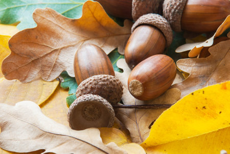 Composition of acorns from oak.の写真素材