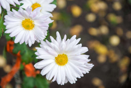 White flower chrysanthemum isolated on the black backgroundの写真素材