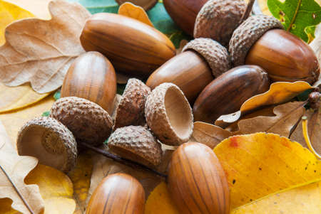 Composition of acorns from oak.の写真素材