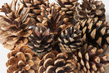 Pine cones isolated on white background.の写真素材
