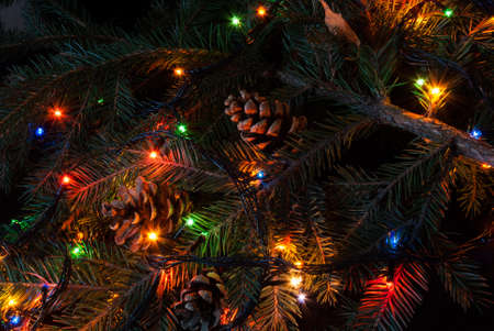 Christmas tree branch and lights.の写真素材