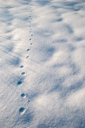 Animal footprint on snow close-up