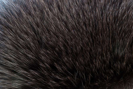 brown and black and white animal fell texture.の写真素材