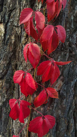 Red ivy on the tree.の写真素材