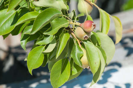 Tasty young green healthy organic pears hanging on a branch with shallow depth of fieldの写真素材