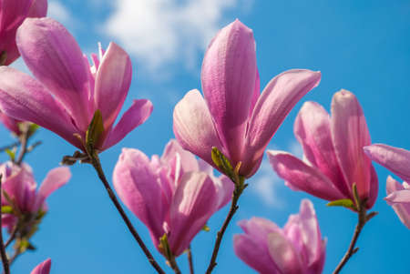 magnolia tree in blossom. beautiful purple flower close up. background with blue sky, clouds and rainbow. sun behind the plant.の写真素材
