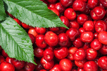 Cherry. Red fresh bunch of cherries on the table.の写真素材