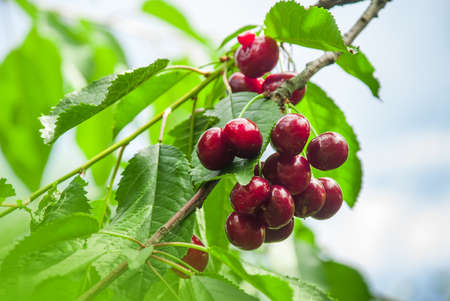 Cherry hanging on a cherry tree branchの写真素材