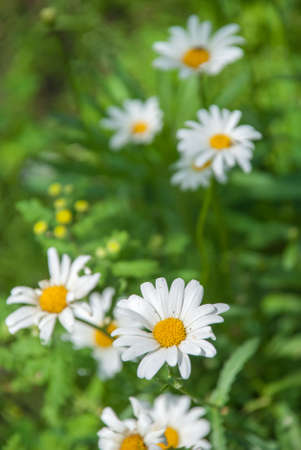 Wild chamomile flowers on a field on a sunny day. shallow depth of fieldの写真素材