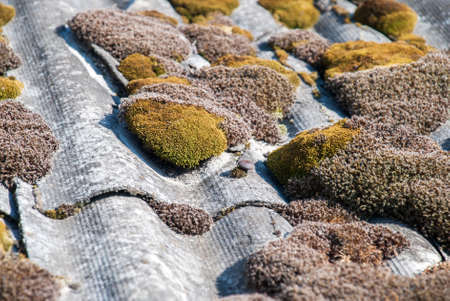 Green moss and algae on slate roof tilesの写真素材