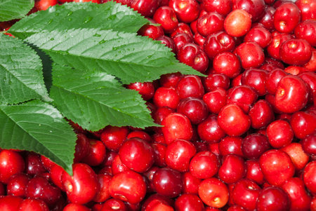 Cherry. Red fresh bunch of cherries on the table.の写真素材