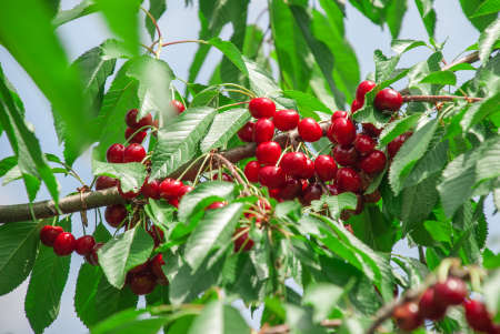 Cherry hanging on a cherry tree branchの写真素材