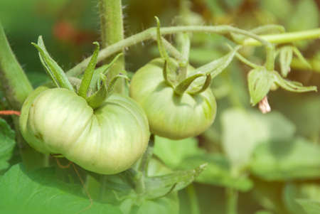 green tomatoes on tomato tree.の写真素材