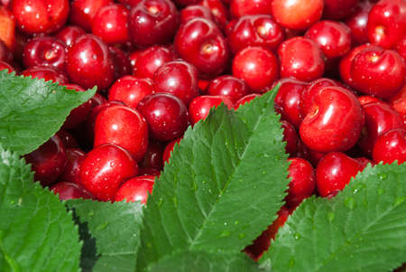 Cherry. Red fresh bunch of cherries on the table.の写真素材