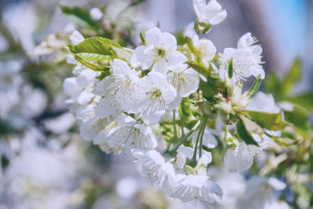 Flowers of the cherry blossoms on a spring day.の写真素材