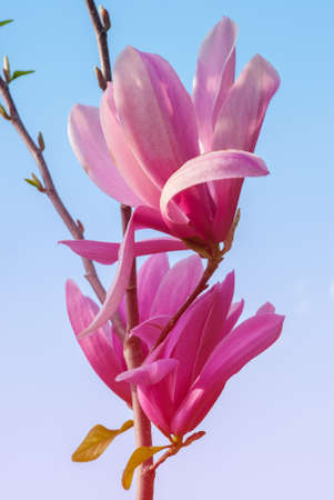 magnolia tree in blossom. beautiful purple flower close up. background with blue sky, clouds and rainbow. sun behind the plant.の写真素材