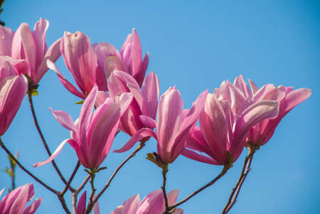 magnolia tree in blossom. beautiful purple flower close up. background with blue sky, clouds and rainbow. sun behind the plant.の写真素材