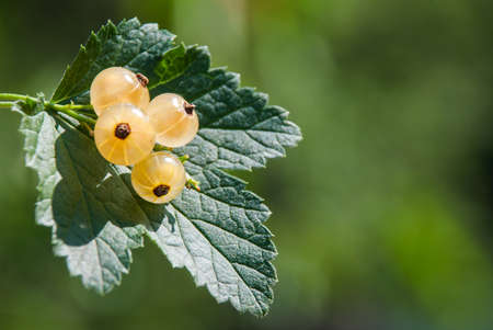 white currant at a branch.の写真素材