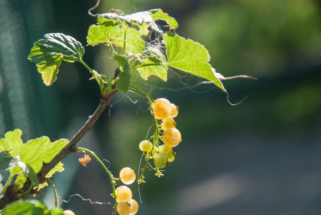 white currant at a branch.