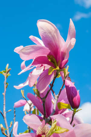 magnolia tree in blossom. beautiful purple flower close up. background with blue sky, clouds and rainbow. sun behind the plant.の写真素材