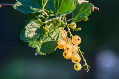 white currant at a branch.の写真素材