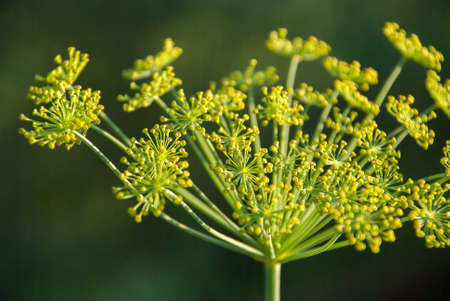 Flower dill spices growing in the gardenの写真素材