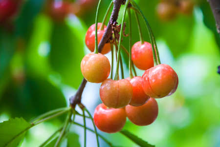 Cherry hanging on a cherry tree branchの写真素材