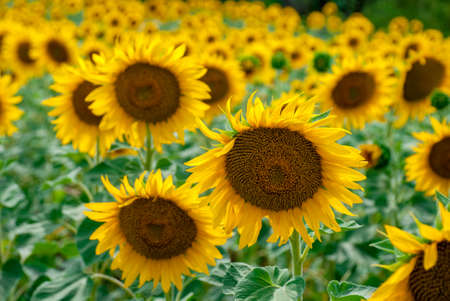 Sunflower natural background. Sunflower bloomingの写真素材