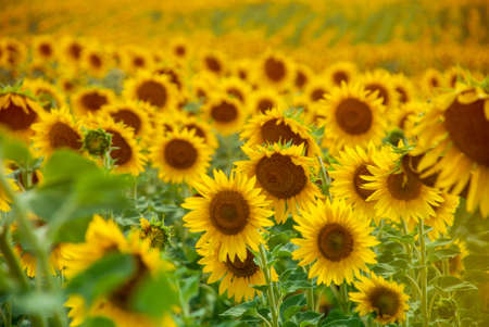 Sunflower natural background. Sunflower bloomingの写真素材