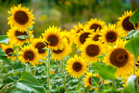 Sunflower natural background. Sunflower bloomingの写真素材