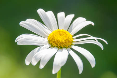 Wild chamomile flowers on a field on a sunny day. shallow depth of fieldの写真素材