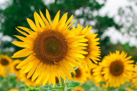 Sunflower natural background. Sunflower bloomingの写真素材