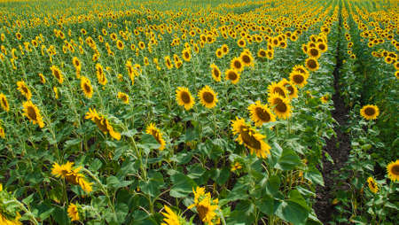 Sunflower natural background. Sunflower bloomingの写真素材