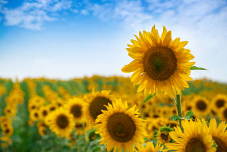Sunflower natural background. Sunflower bloomingの写真素材