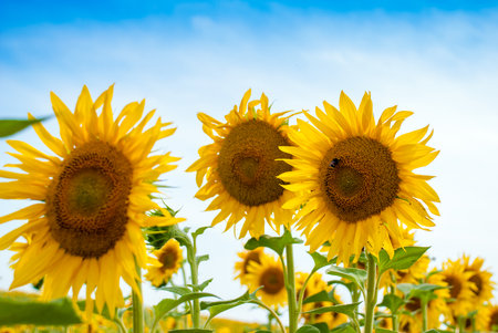 Sunflower natural background. Sunflower bloomingの写真素材